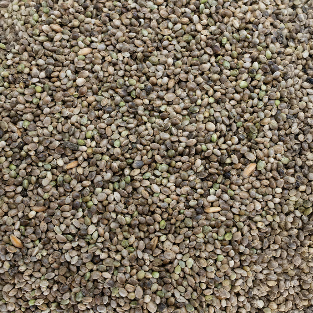 Bio Futterhanfsamen - Passion Barock